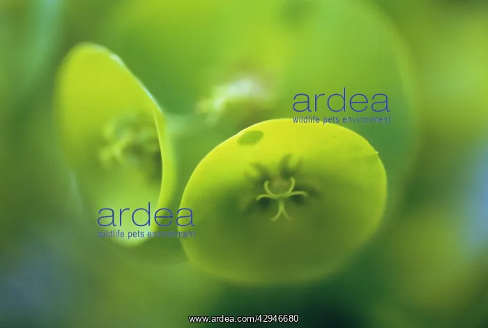  : Euphorbia, Spurge