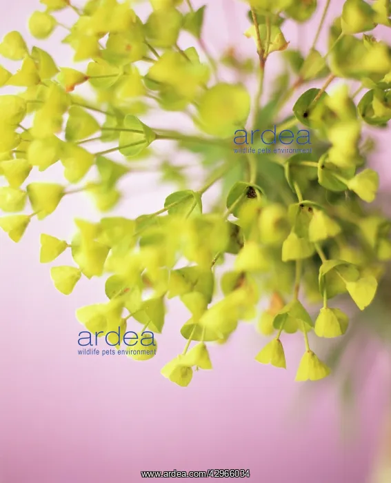 : Euphorbia, Spurge : Euphorbia, Spurge