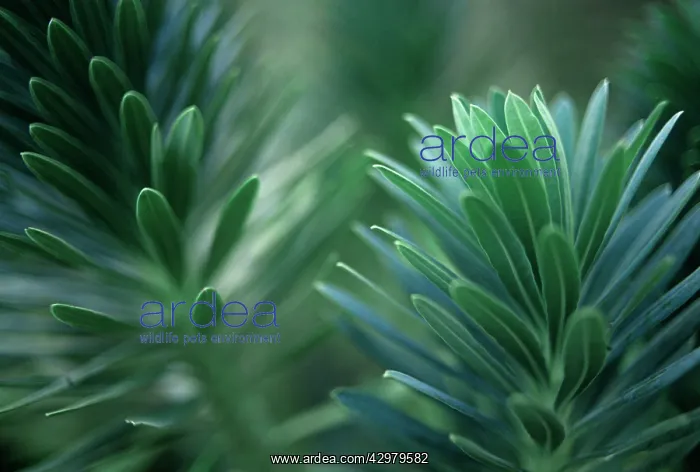 : Euphorbia, Spurge : Euphorbia, Spurge