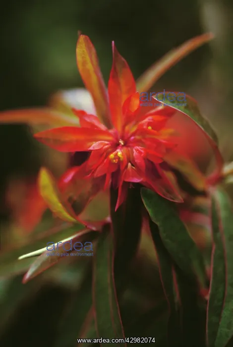 : Euphorbia, Spurge : Euphorbia, Spurge