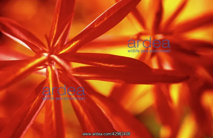 : Euphorbia, Spurge : Euphorbia, Spurge