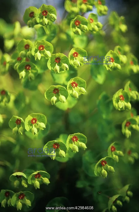 : Euphorbia, Spurge : Euphorbia, Spurge