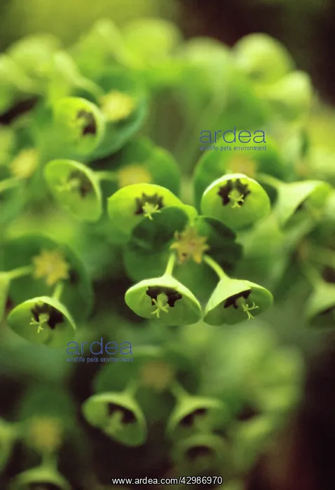 : Euphorbia, Spurge : Euphorbia, Spurge