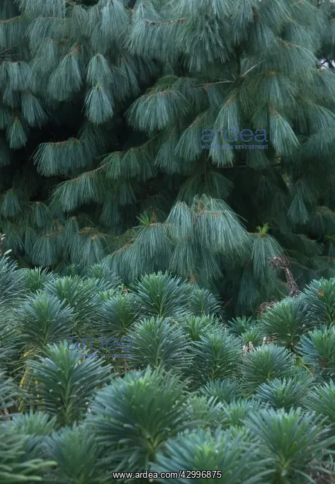 : Euphorbia, Spurge : Euphorbia, Spurge