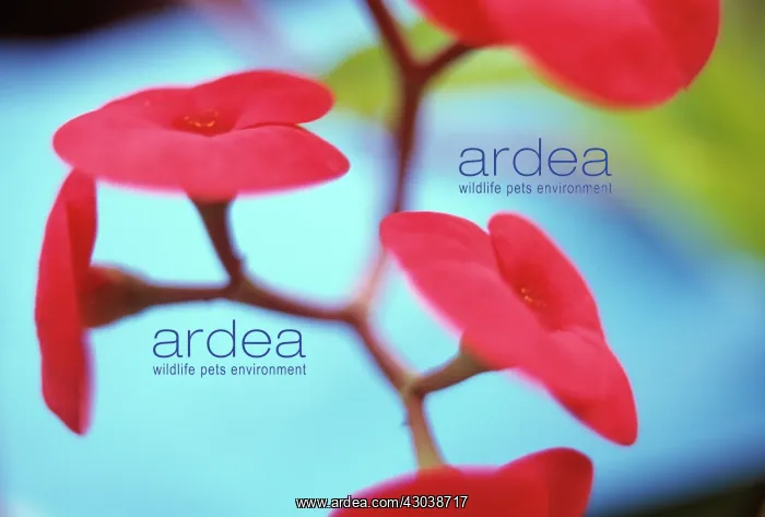 : Euphorbia, Spurge : Euphorbia, Spurge