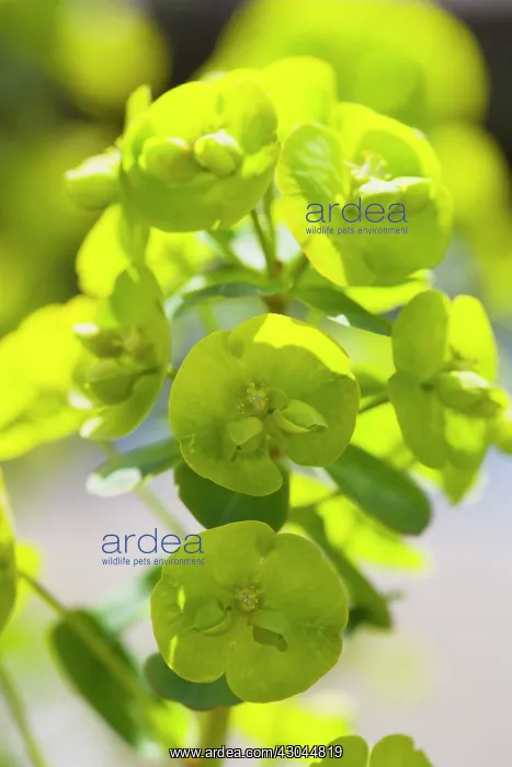 : Euphorbia, Spurge : Euphorbia, Spurge