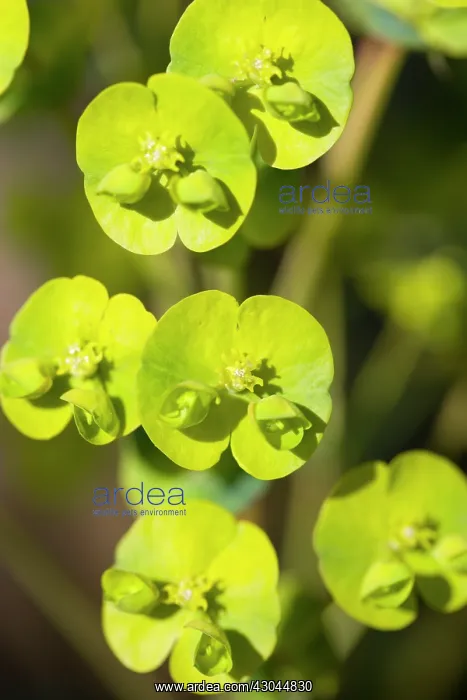 : Euphorbia, Spurge : Euphorbia, Spurge