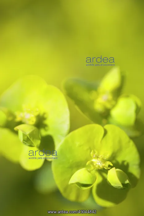 : Euphorbia, Spurge : Euphorbia, Spurge