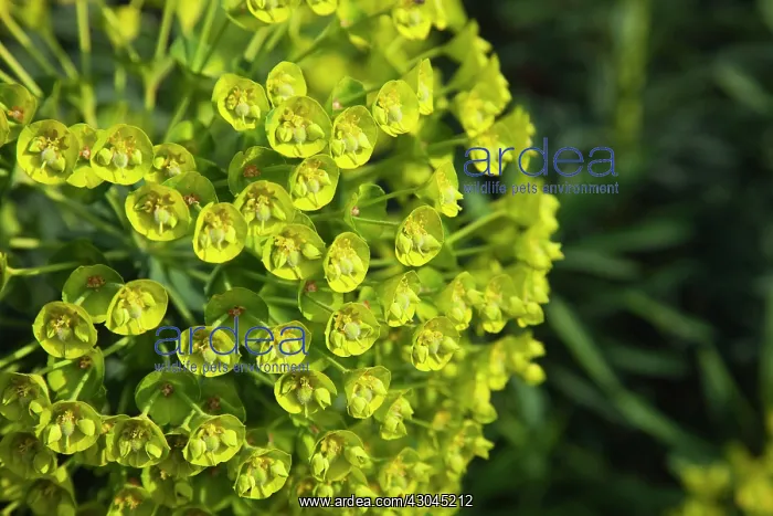: Euphorbia, Spurge : Euphorbia, Spurge