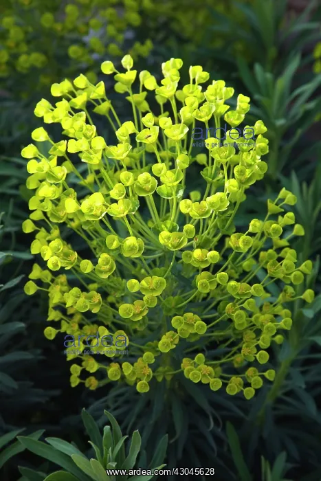 : Euphorbia, Spurge : Euphorbia, Spurge