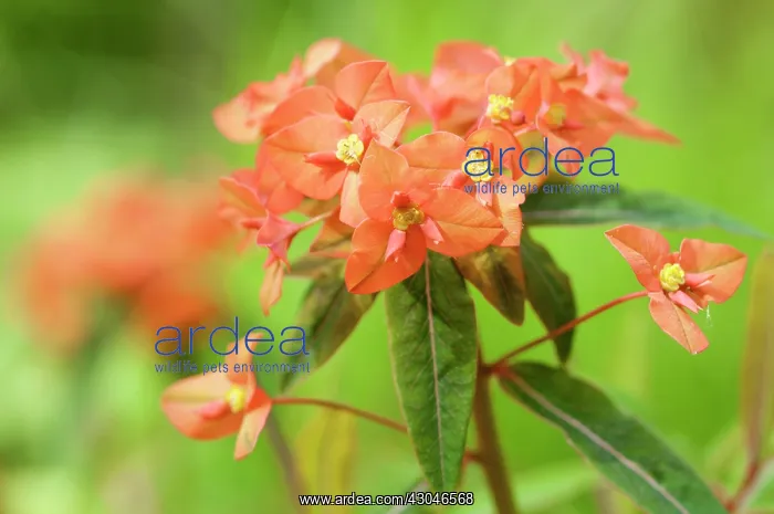 : Euphorbia, Spurge : Euphorbia, Spurge