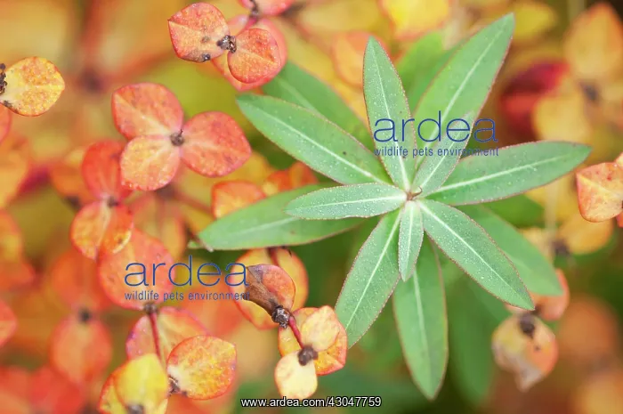 : Euphorbia, Spurge : Euphorbia, Spurge