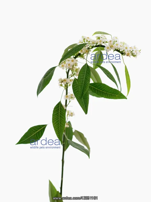 : Euphorbia, Spurge : Euphorbia, Spurge
