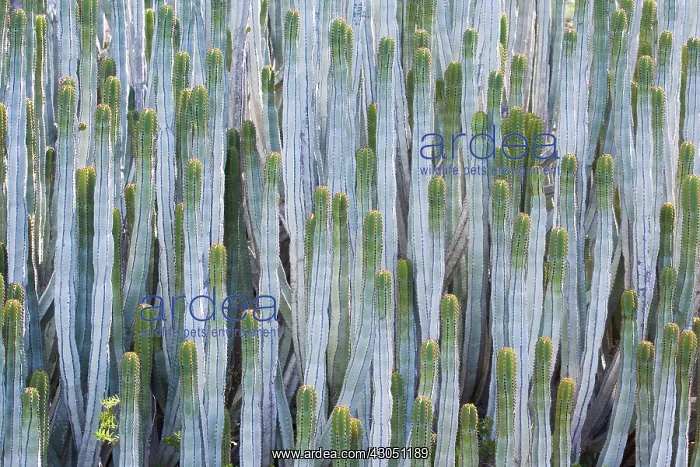 : Euphorbia, Spurge : Euphorbia, Spurge