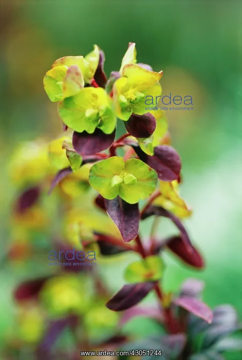 : Euphorbia, Spurge : Euphorbia, Spurge