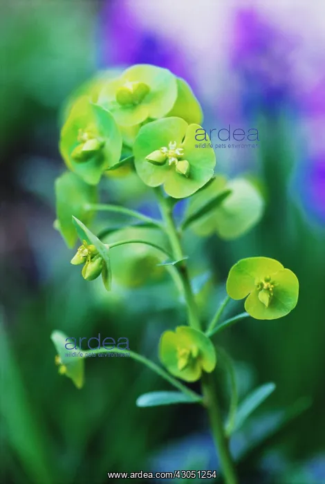 : Euphorbia, Spurge : Euphorbia, Spurge