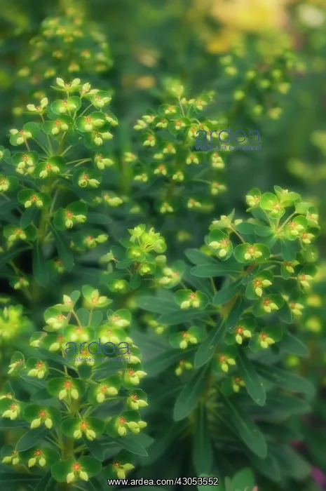  : Euphorbia, Spurge