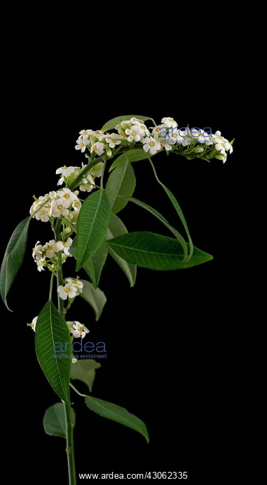  : Euphorbia, Spurge