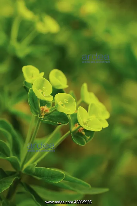 : Euphorbia, Spurge : Euphorbia, Spurge