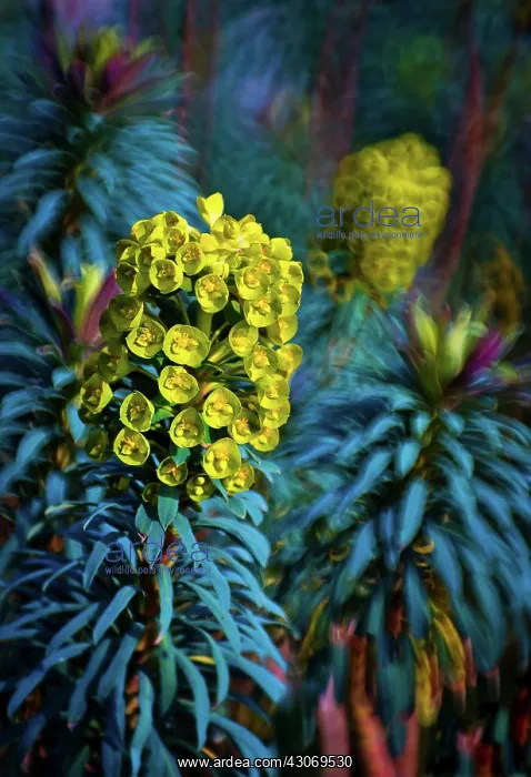 : Euphorbia, Spurge : Euphorbia, Spurge