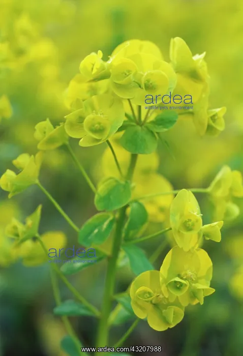 : Euphorbia, Spurge : Euphorbia, Spurge