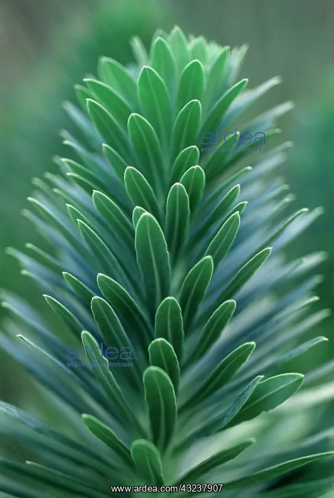 : Euphorbia, Spurge : Euphorbia, Spurge
