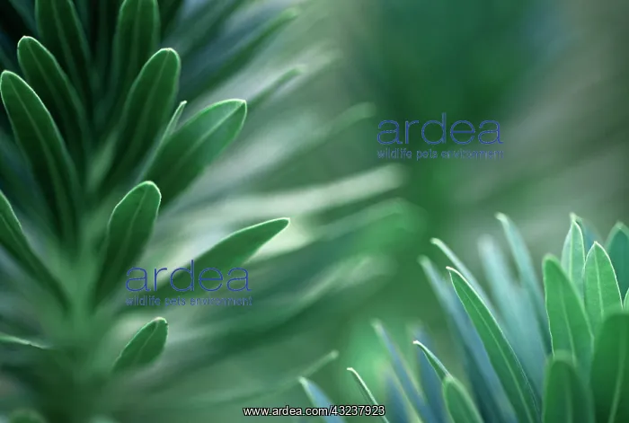 : Euphorbia, Spurge : Euphorbia, Spurge