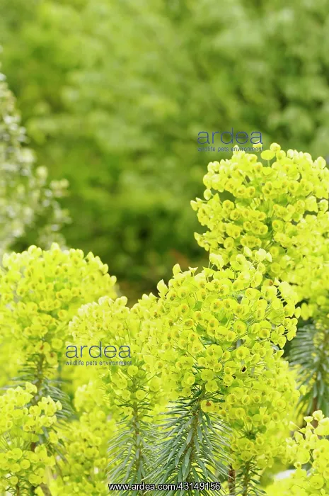 : Euphorbia, Spurge, Euphorbia, Euphorbia characias : Euphorbia, Spurge, Euphorbia, Euphorbia characias