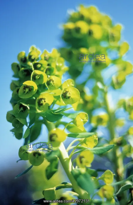 : Euphorbia, Spurge, Spurge : Euphorbia, Spurge, Spurge