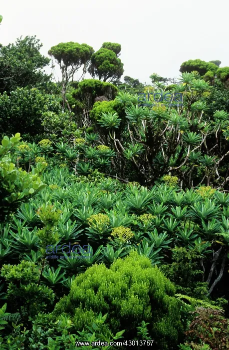  : Euphorbia - amongst other vegetation