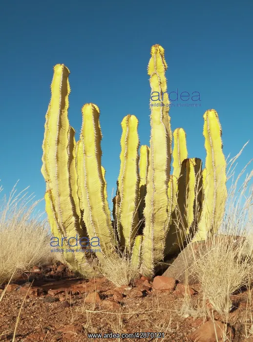 : Euphorbia virosa - Succulent plant with a very toxic latex : Euphorbia virosa - Succulent plant with a very toxic latex