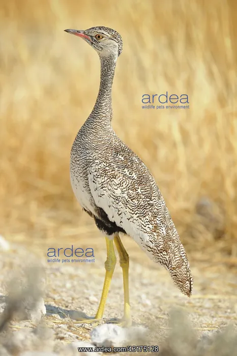 : Eupodotis afraoides Afrotis afraoides Afrotis : Eupodotis afraoides Afrotis afraoides Afrotis