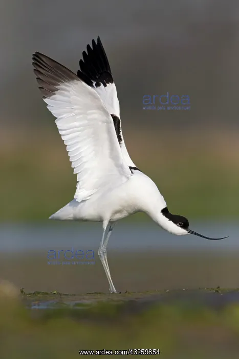  : Eurasian Avocet (Recurvirostra avosetta) adult