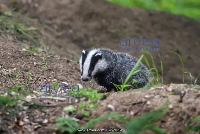 : Eurasian Badger (Meles meles) cub at sett, The : Eurasian Badger (Meles meles) cub at sett, The