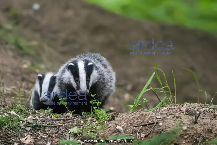: Two Eurasian Badger (Meles meles) cubs at sett : Two Eurasian Badger (Meles meles) cubs at sett