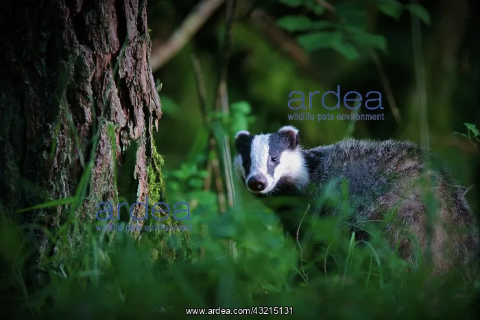 : Eurasian Badger (Meles meles) in undergrowth, Yonne : Eurasian Badger (Meles meles) in undergrowth, Yonne