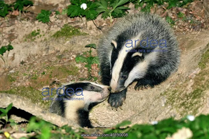 : Eurasian badger (Meles meles), young at the entrance : Eurasian badger (Meles meles), young at the entrance