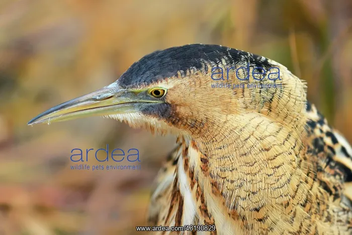 : Eurasian bittern (Botaurus stellaris), animal portrait : Eurasian bittern (Botaurus stellaris), animal portrait