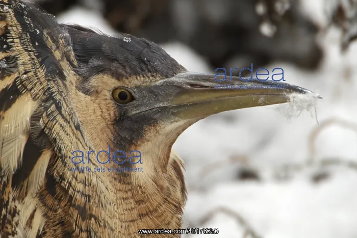 : Eurasian Bittern (Botaurus stellaris) : Eurasian Bittern (Botaurus stellaris)