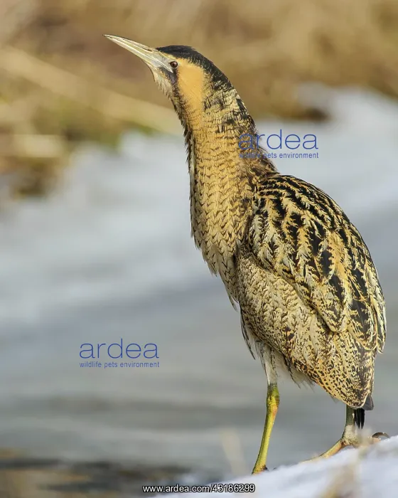 : Eurasian bittern (Botaurus stellaris) foraging Winter : Eurasian bittern (Botaurus stellaris) foraging Winter