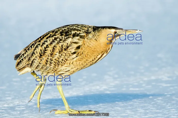 : Eurasian bittern (Botaurus stellaris) strides over : Eurasian bittern (Botaurus stellaris) strides over