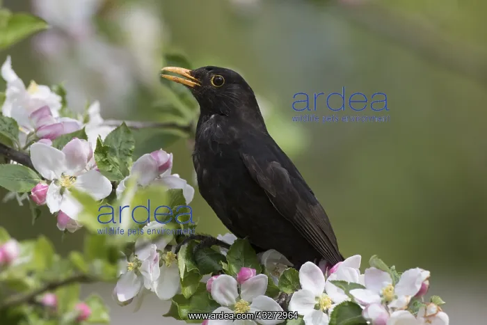 : Eurasian Blackbird -adult male in flowering apple : Eurasian Blackbird -adult male in flowering apple