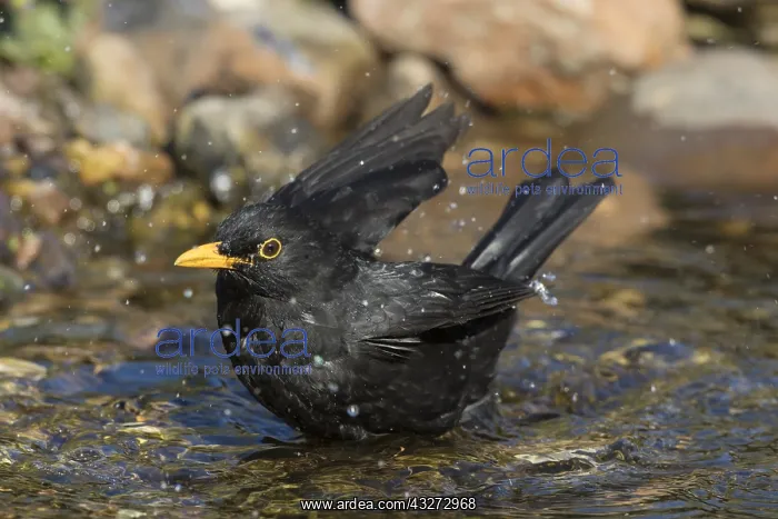: Eurasian Blackbird - bathing male - Germany : Eurasian Blackbird - bathing male - Germany