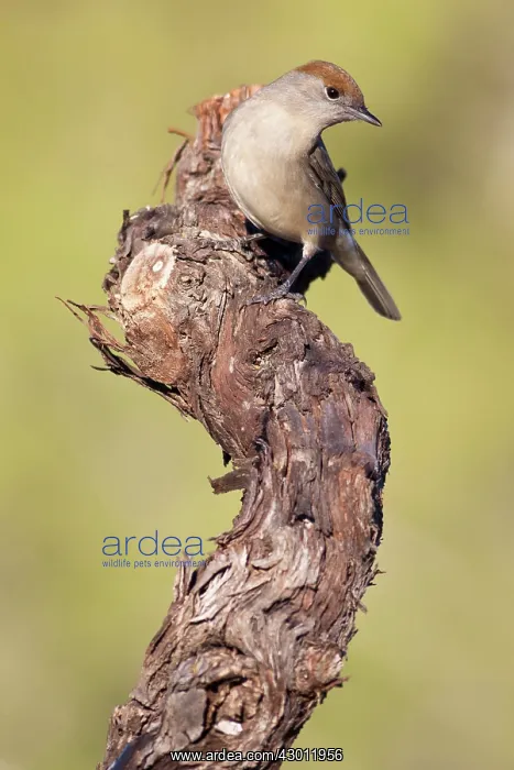 : Eurasian blackcap : Eurasian blackcap