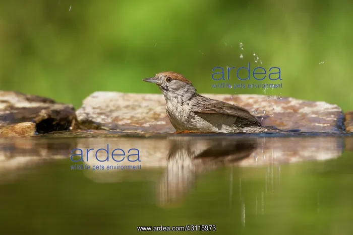 : Eurasian Blackcap : Eurasian Blackcap