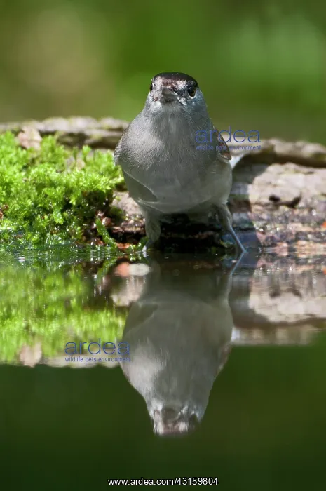 : Eurasian Blackcap : Eurasian Blackcap