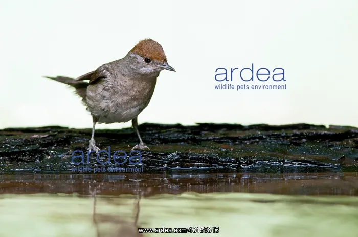 : Eurasian Blackcap : Eurasian Blackcap