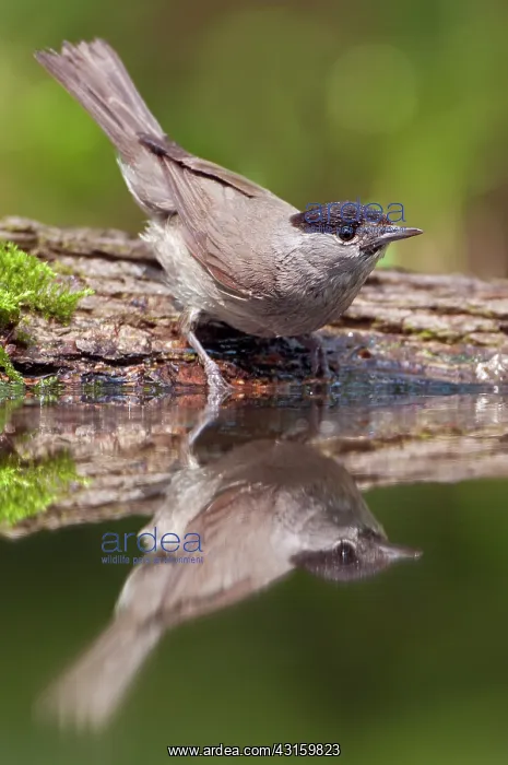 : Eurasian Blackcap : Eurasian Blackcap