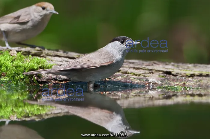 : Eurasian Blackcap : Eurasian Blackcap