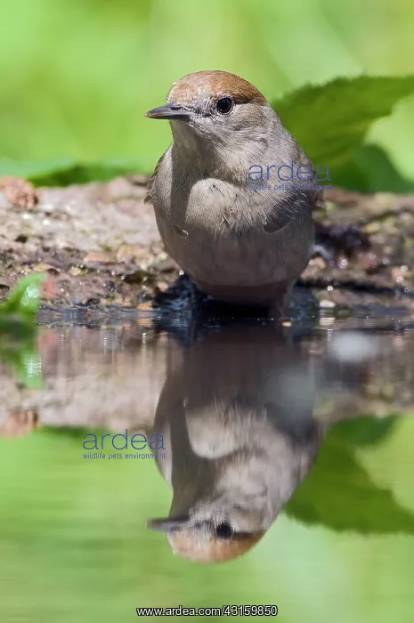 : Eurasian Blackcap : Eurasian Blackcap